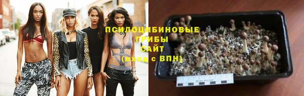 крисы Майский